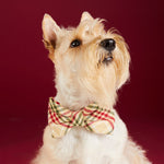 Eggnog Plaid Flannel Dog Bow Tie on Model by Fetch Shops