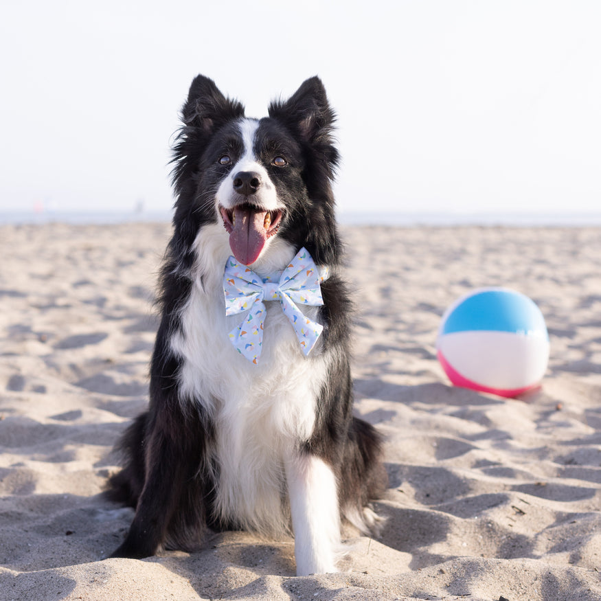 Beach Ball Lady Dog Bow on Model by Fetch Shops