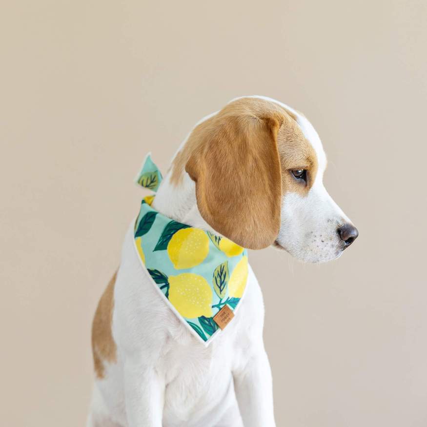 The Foggy Dog Lemon Zest Dog Bandana on model by Fetch Shops 