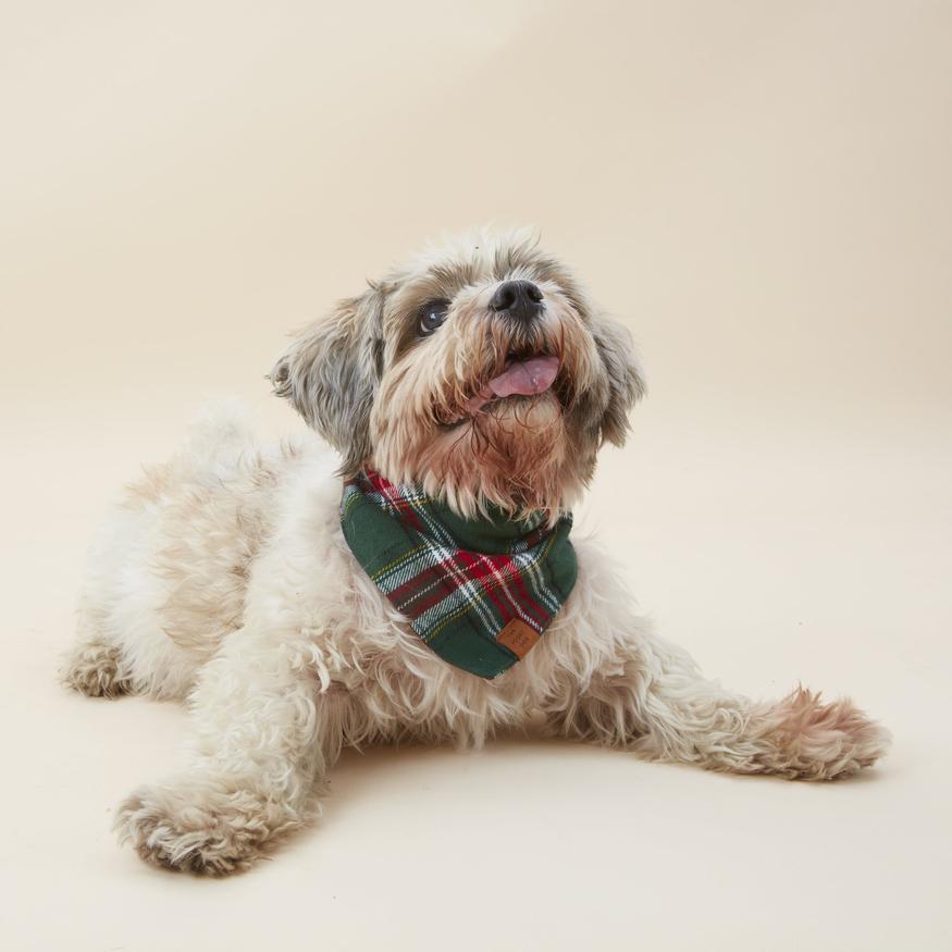 Holly Jollly Plaid Flannel Dog Bandana on Model by Fetch Shops