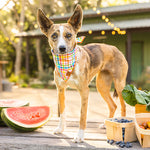 Rainbow Gingham Dog Bandana on Model by Fetch Shops