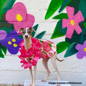 
                
                    Load image into Gallery viewer, Aloha Pink Hawaiian Dog Dress on Model Mouse 2 by Fetch Shops
                
            