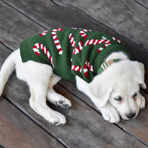 Candy Cane Dreams Holiday Dog Sweater on Model by Fetch Shops
