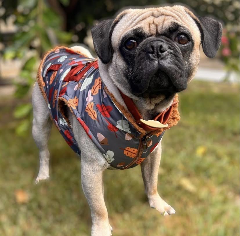 The Unbeleafable Reversible Teddy Dog Vest on Model 2 by Fetch Shops