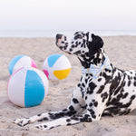 Beach Balls Dog Bow Tie on Model by Fetch Shops