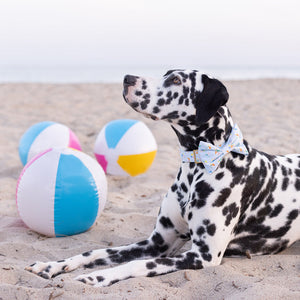 
                
                    Load image into Gallery viewer, Beach Balls Dog Bow Tie on Model by Fetch Shops
                
            