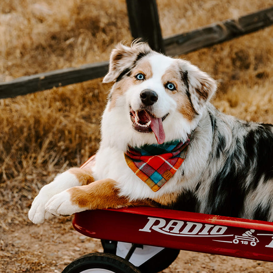 Buchanan Plaid Flannel Dog Badana on Model 3 by Fetch Shops