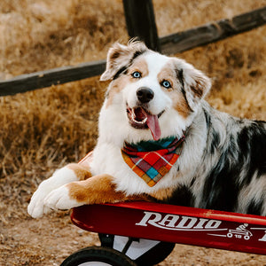 Buchanan Plaid Flannel Dog Bandana on Model 4 by Fetch Shops