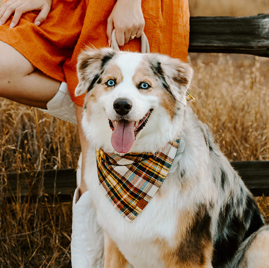 
                
                    Load image into Gallery viewer, Cornicopia Plaid Flannel Dog Bandana on Model by Fetch Shops
                
            