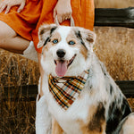 Cornucopia Plaid Flannel Dog Bandana on Model 2 by Fetch Shops