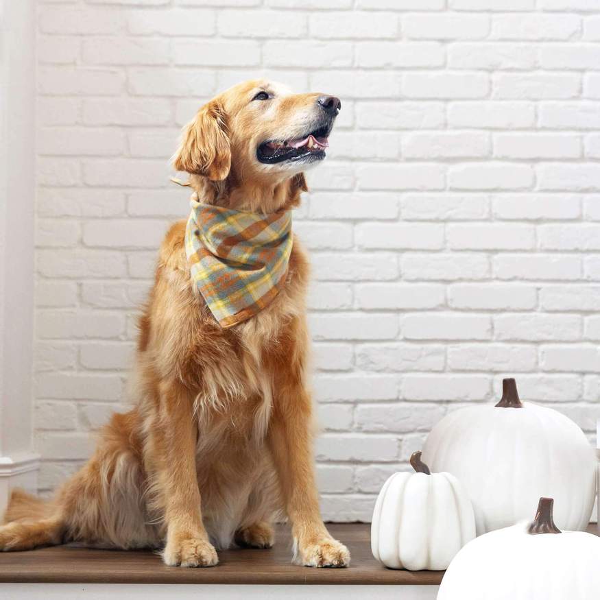 
                
                    Load image into Gallery viewer, Harvest Plaid Flannel Dog Bandana
                
            