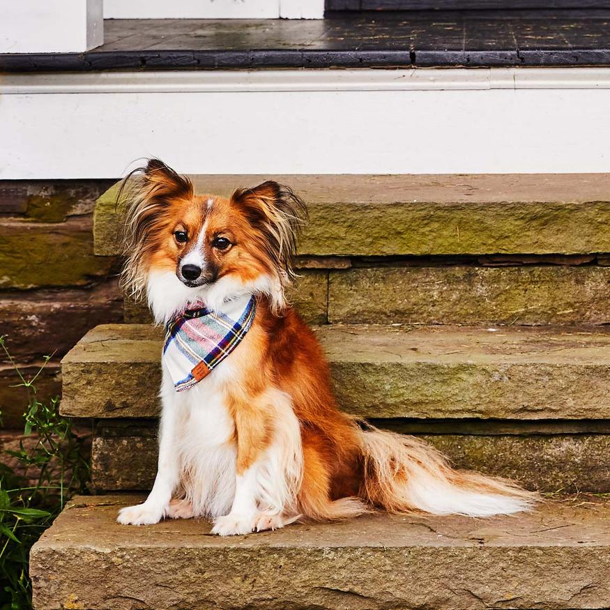 Regent Plaid Flannel Dog Bandana on Model by Fetch Shops