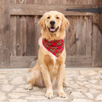 Tartan Plaid Flannel Dog Bandana on Model 2 by Fetch Shops