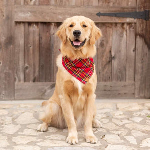 Tartan Plaid Flannel Dog Bandana on Model by Fetch Shops