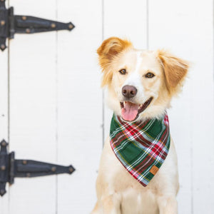 
                
                    Load image into Gallery viewer, Holly Jollly Plaid Flannel Dog Bandana on Model by Fetch Shops
                
            