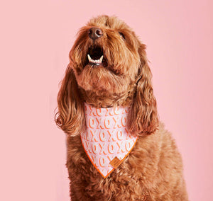 Hugs & Kisses Dog Bandana on Model by Fetch Shops